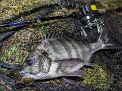 クロダイの釣果