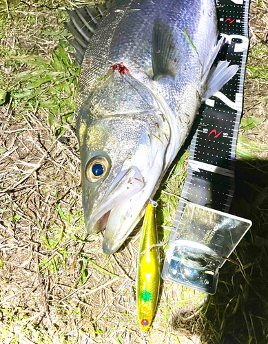 マルスズキの釣果