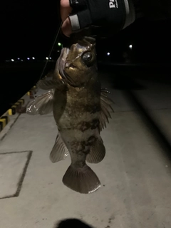 シロメバルの釣果