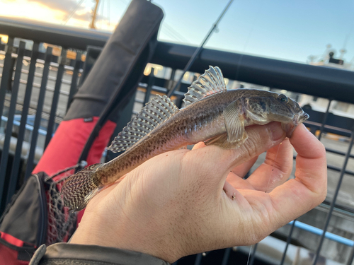 マハゼの釣果