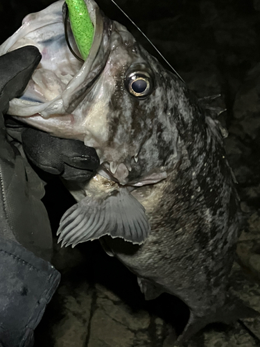 クロソイの釣果