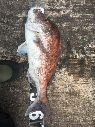 タイの釣果