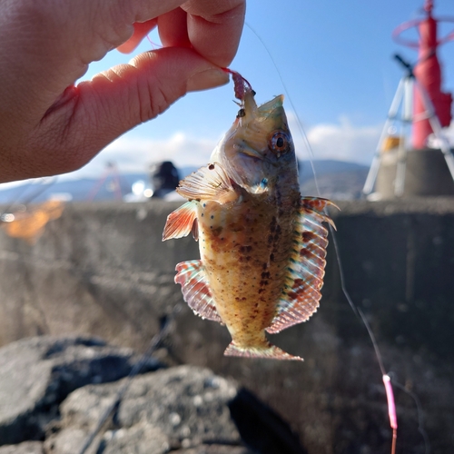 オハグロベラの釣果