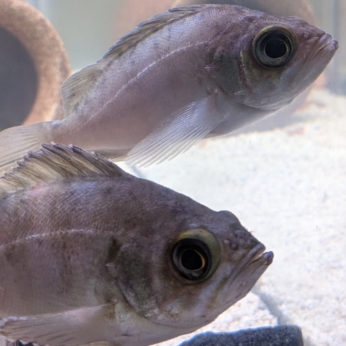 シロメバルの釣果