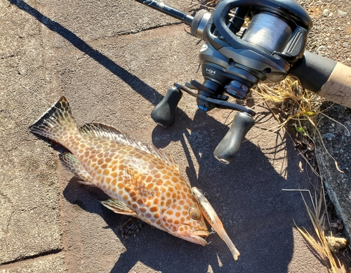 オオモンハタの釣果