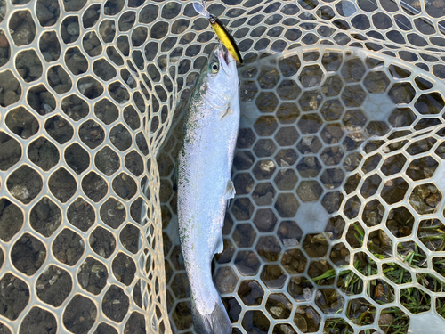 サクラマスの釣果