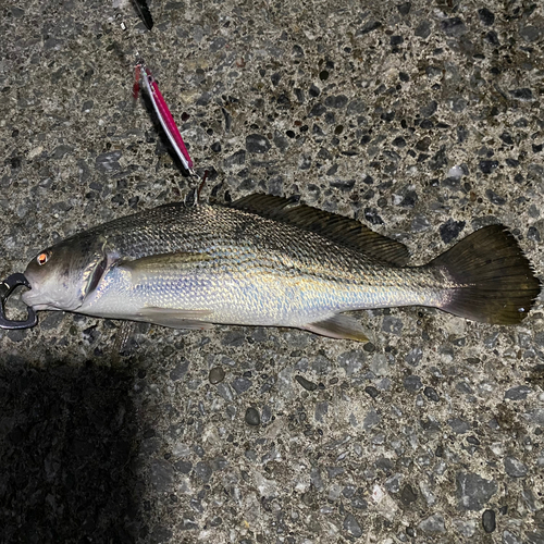 イシモチの釣果