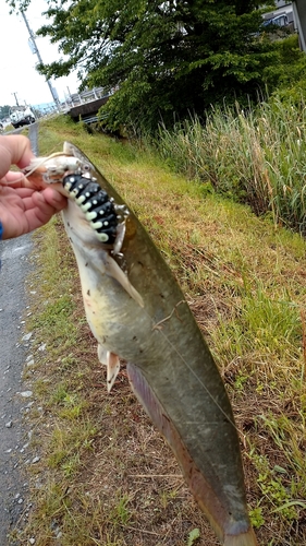 ナマズの釣果