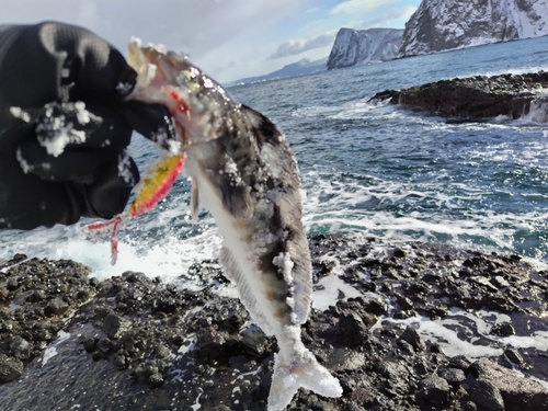 ホッケの釣果