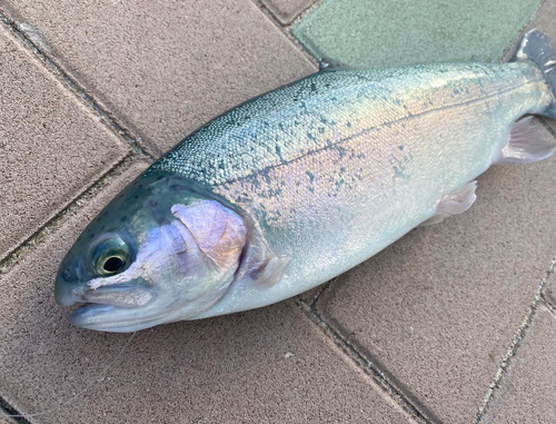 ホウライマスの釣果