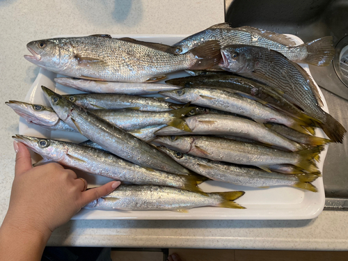 カマスの釣果