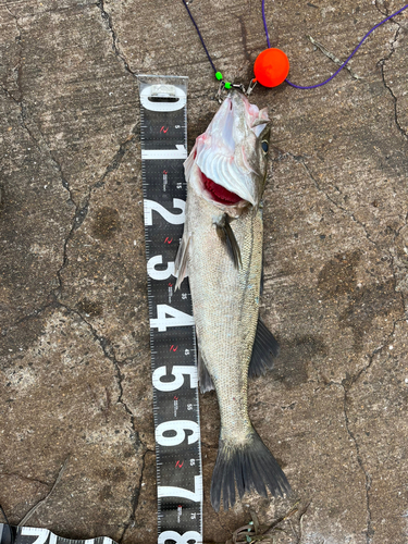 シーバスの釣果