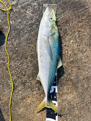 ハマチの釣果