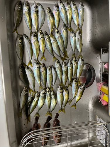 アジの釣果