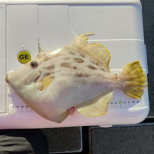 カワハギの釣果