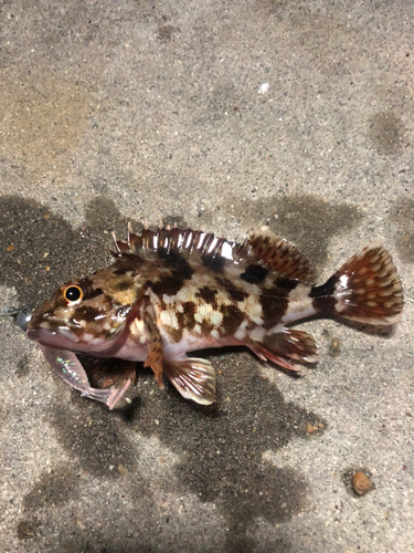 カサゴの釣果