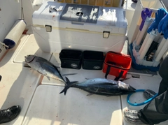 ビンチョウマグロの釣果