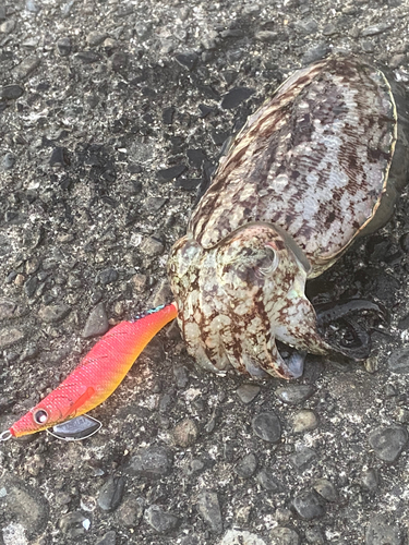 コウイカの釣果