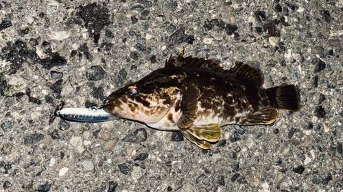 タケノコメバルの釣果