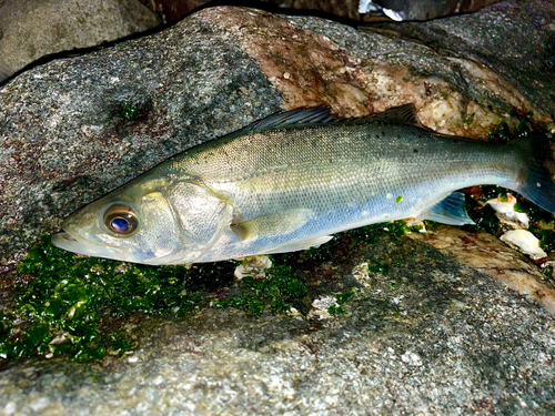 セイゴ（マルスズキ）の釣果