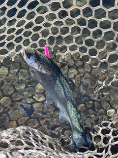 サクラマスの釣果