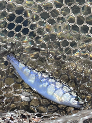 サクラマスの釣果