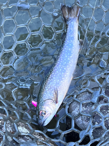 イワナの釣果