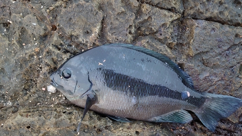 グレの釣果