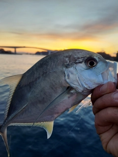 メッキの釣果