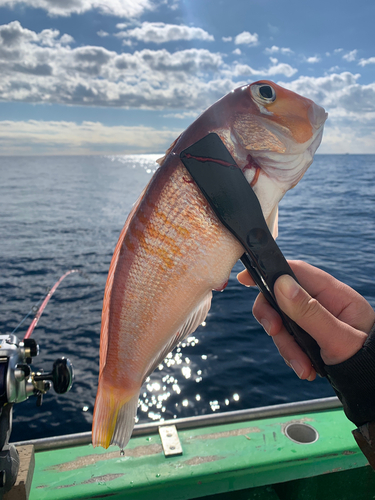 アマダイの釣果