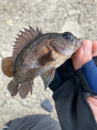 メバルの釣果