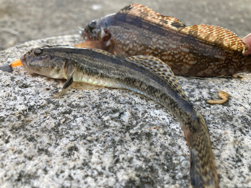 マハゼの釣果