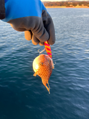 クサフグの釣果