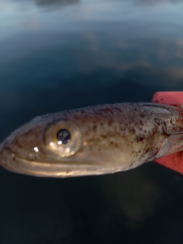 エソの釣果