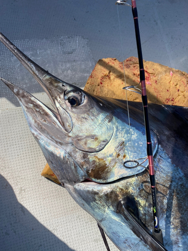 クロカジキの釣果