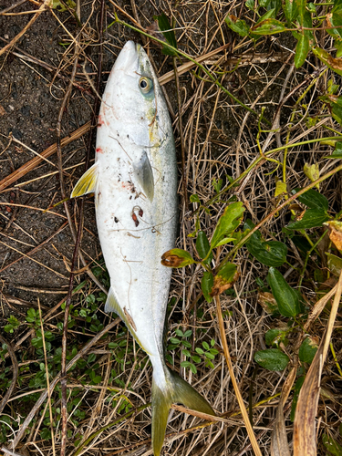 ハマチの釣果