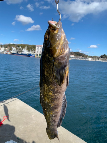 アイナメの釣果