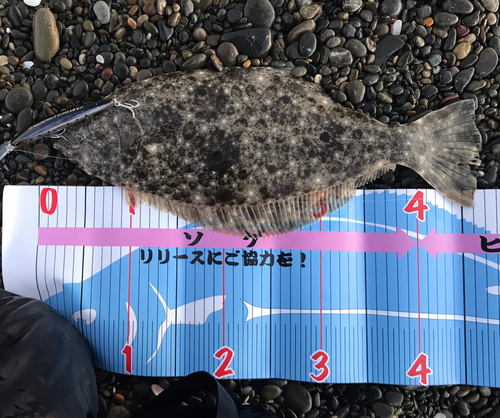 ヒラメの釣果