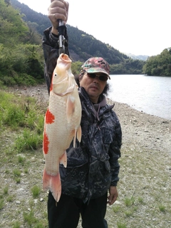 コイの釣果