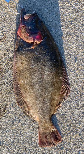 ヒラメの釣果