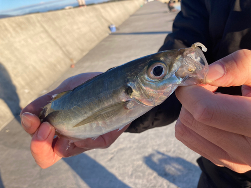 マアジの釣果