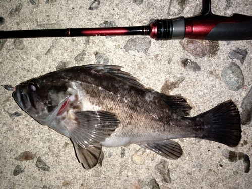 クロソイの釣果