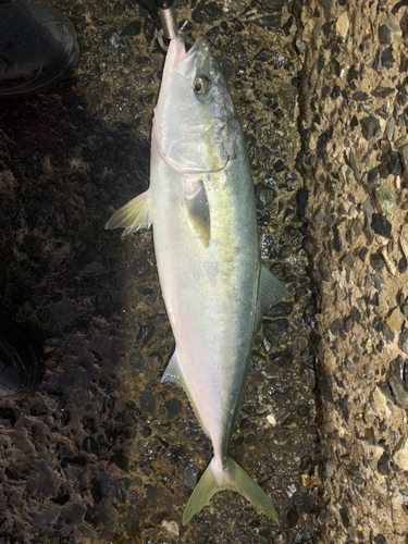 ブリの釣果