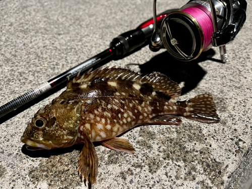 ガシラの釣果