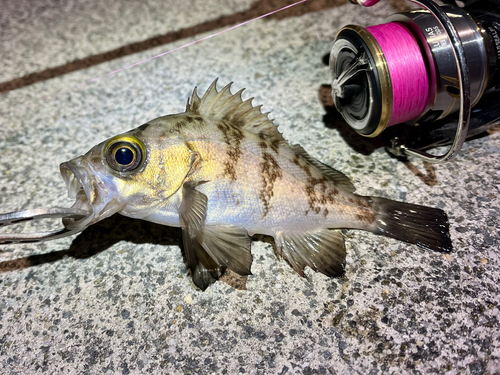 メバルの釣果