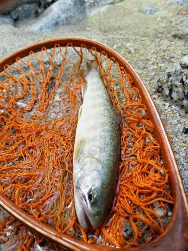 イワナの釣果