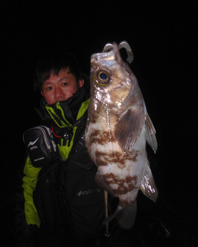 メバルの釣果