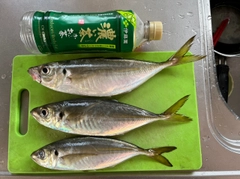 マアジの釣果