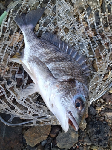 キビレの釣果