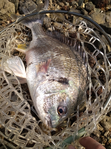 キビレの釣果